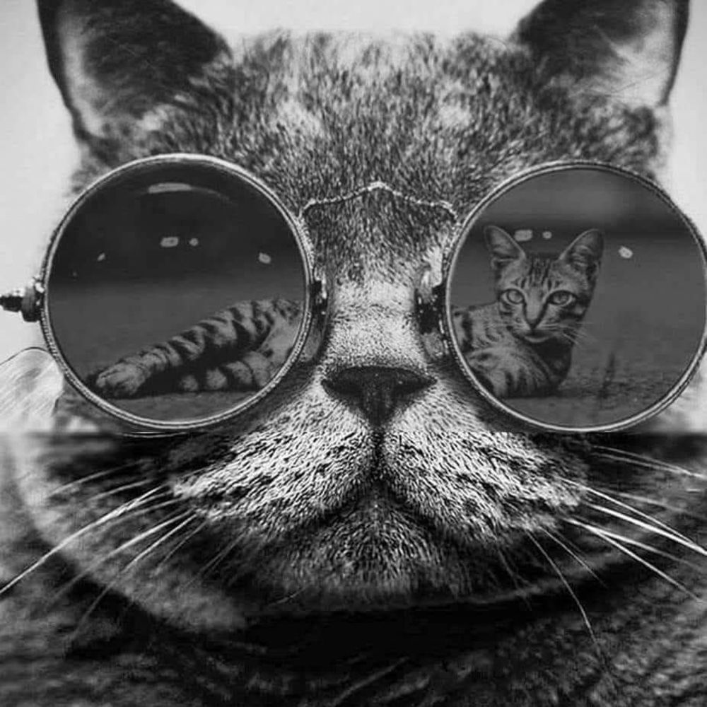 Meet your Posher, Shelley